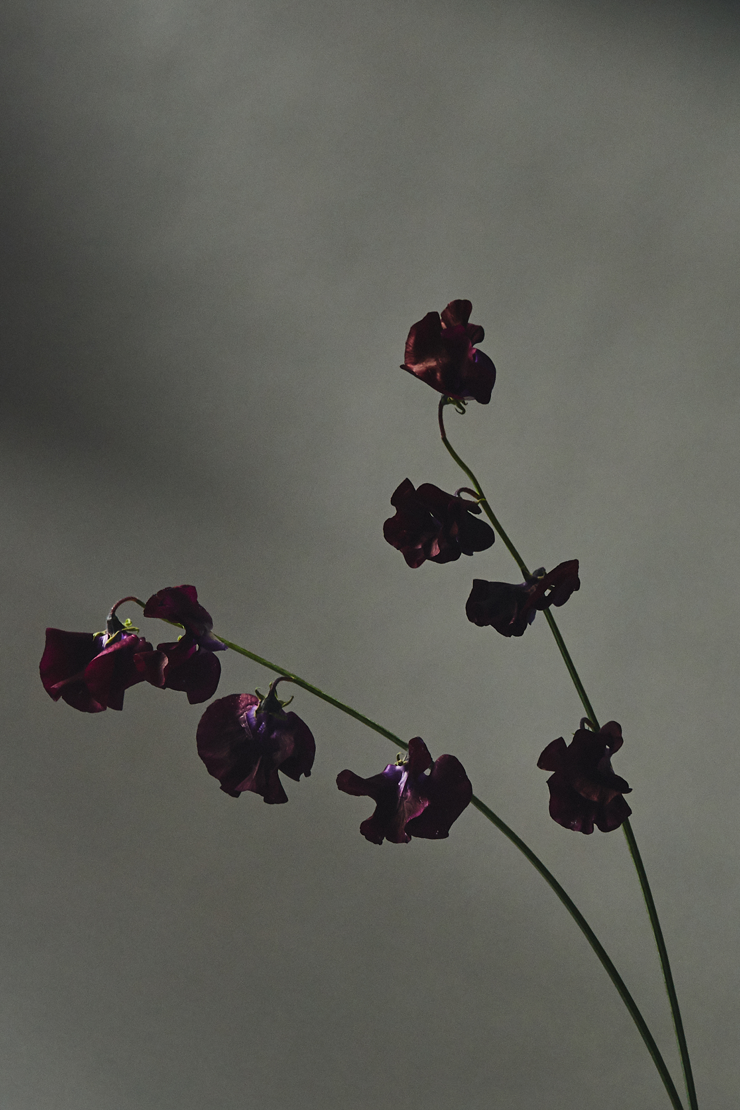 2023_3_SweetPeas0025